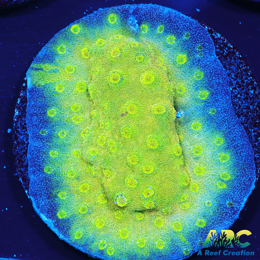 ARC Neon Cyphastrea