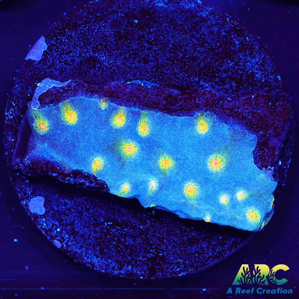 ARC Zombie Eye Cyphastrea