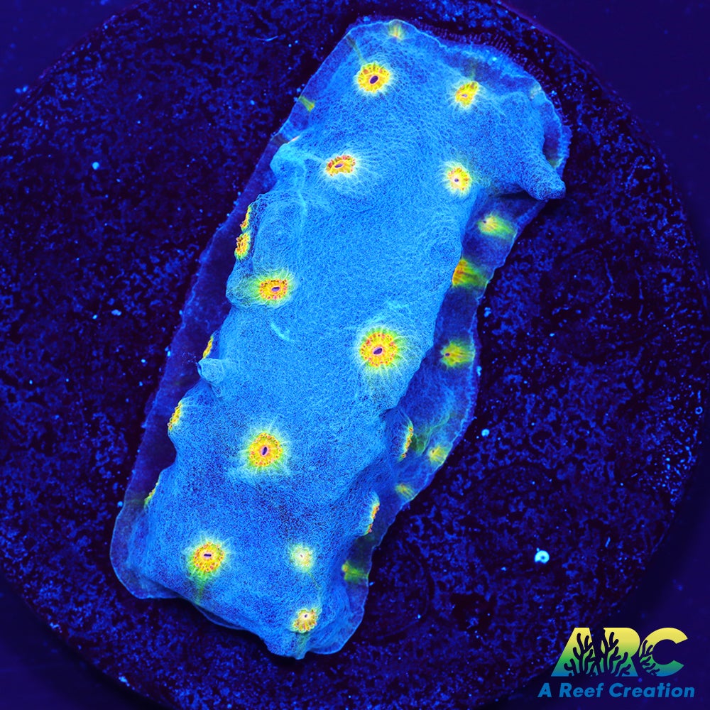 ARC Zombie Eye Cyphastrea