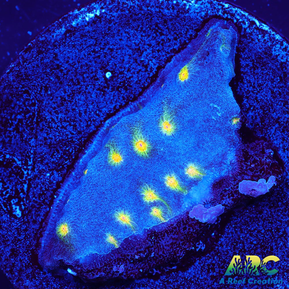 ARC Zombie Eye Cyphastrea