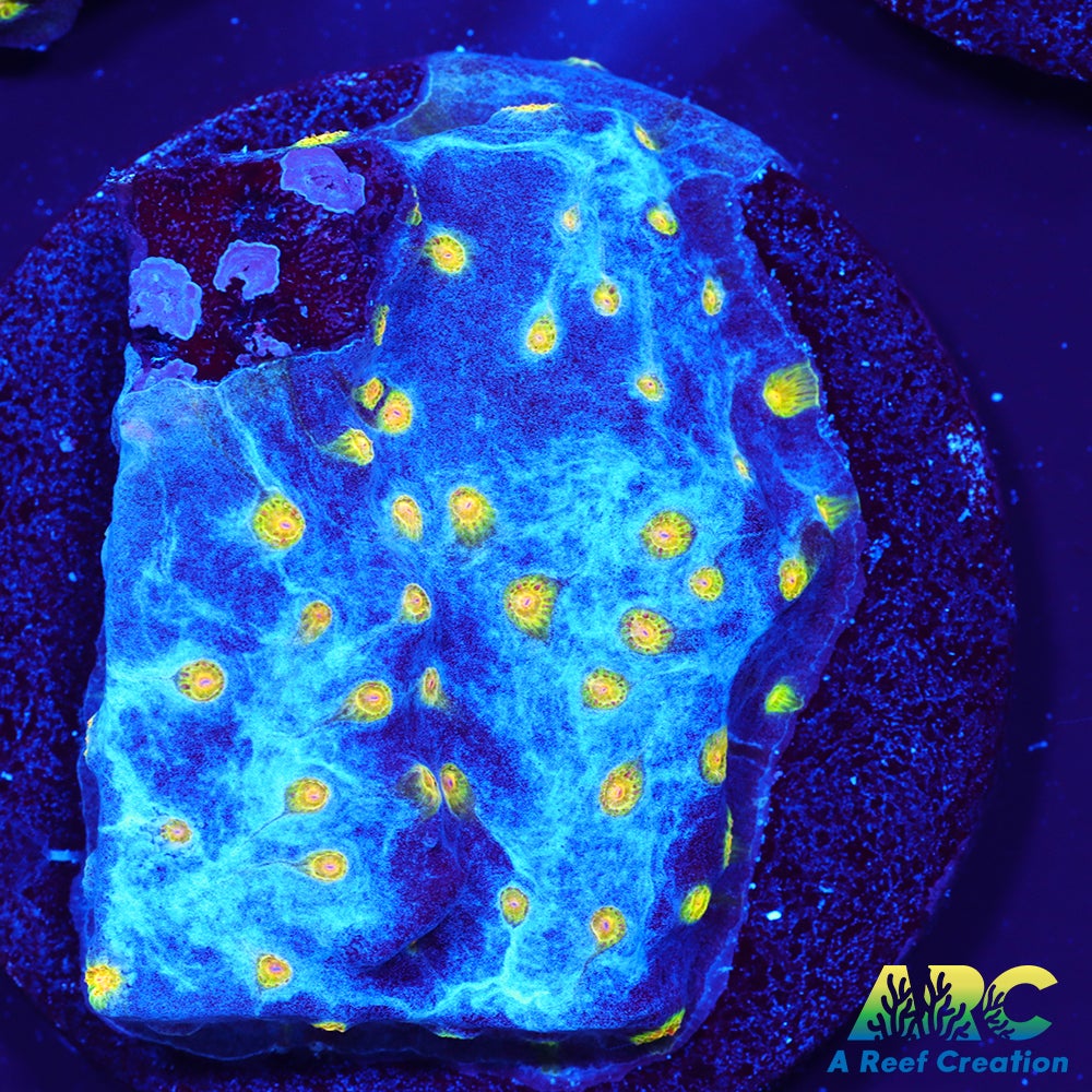 ARC Zombie Eye Cyphastrea