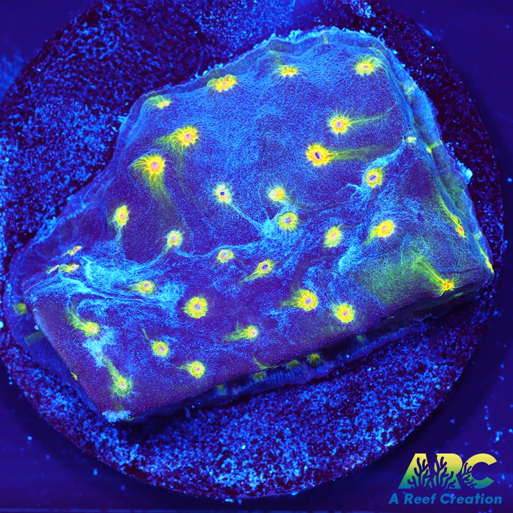 ARC Zombie Eye Cyphastrea