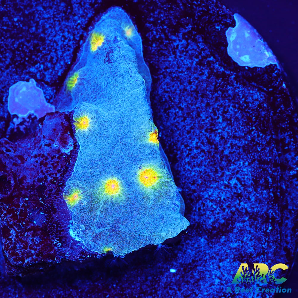 ARC Zombie Eye Cyphastrea