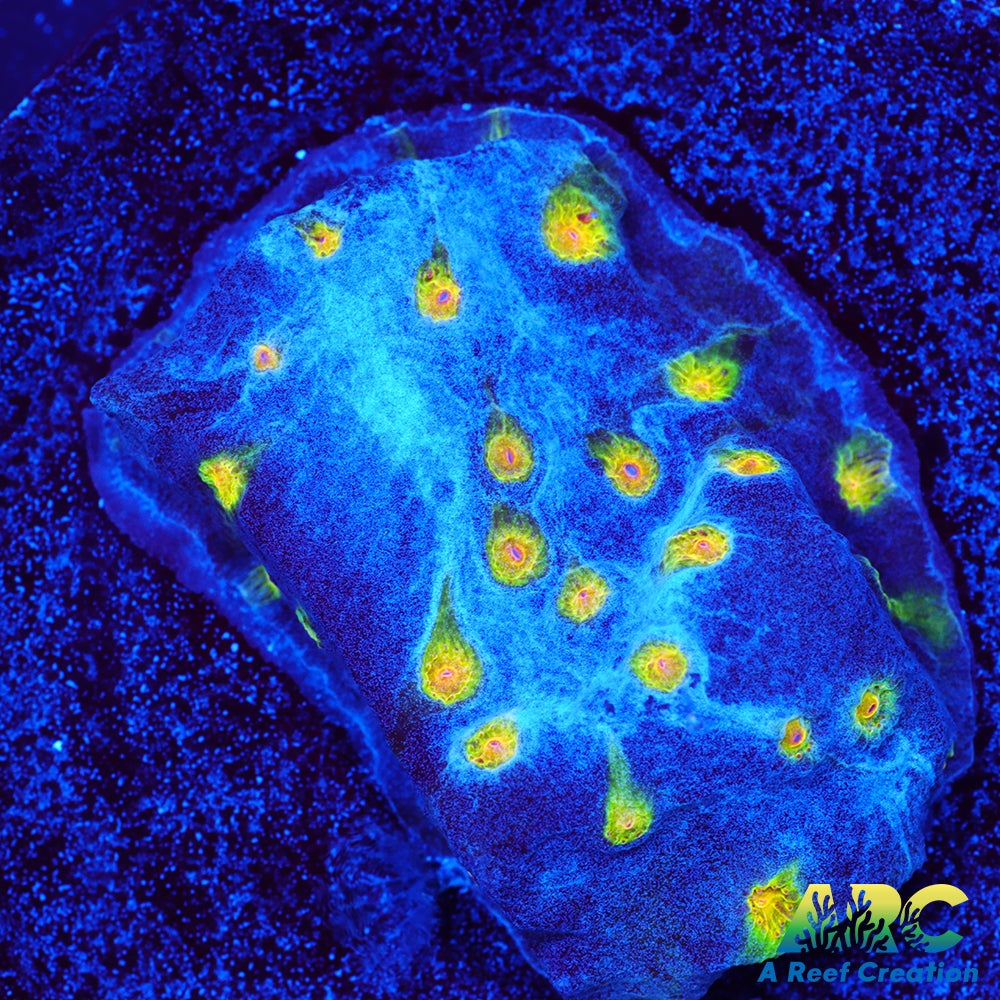 ARC Zombie Eye Cyphastrea