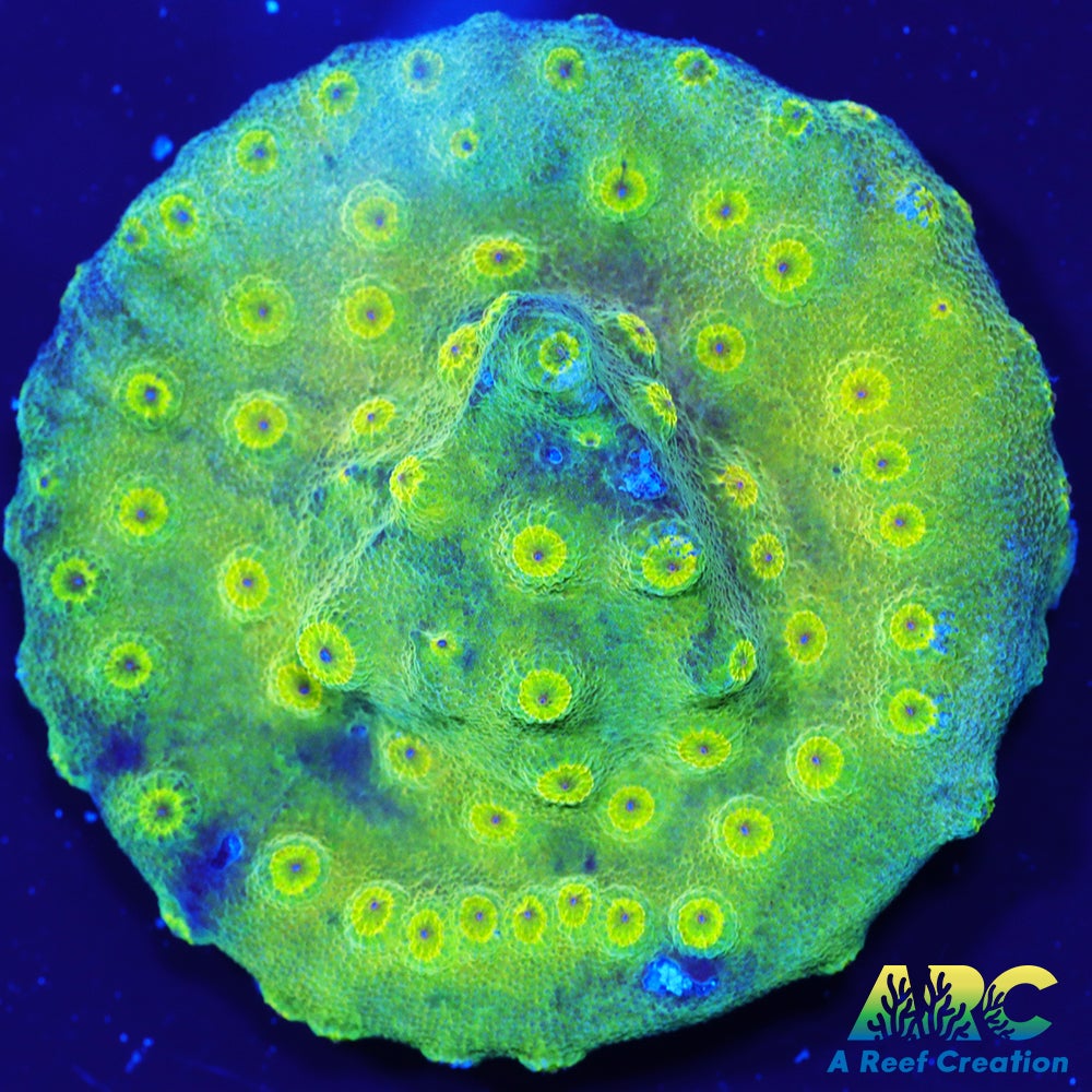 ARC Neon Cyphastrea