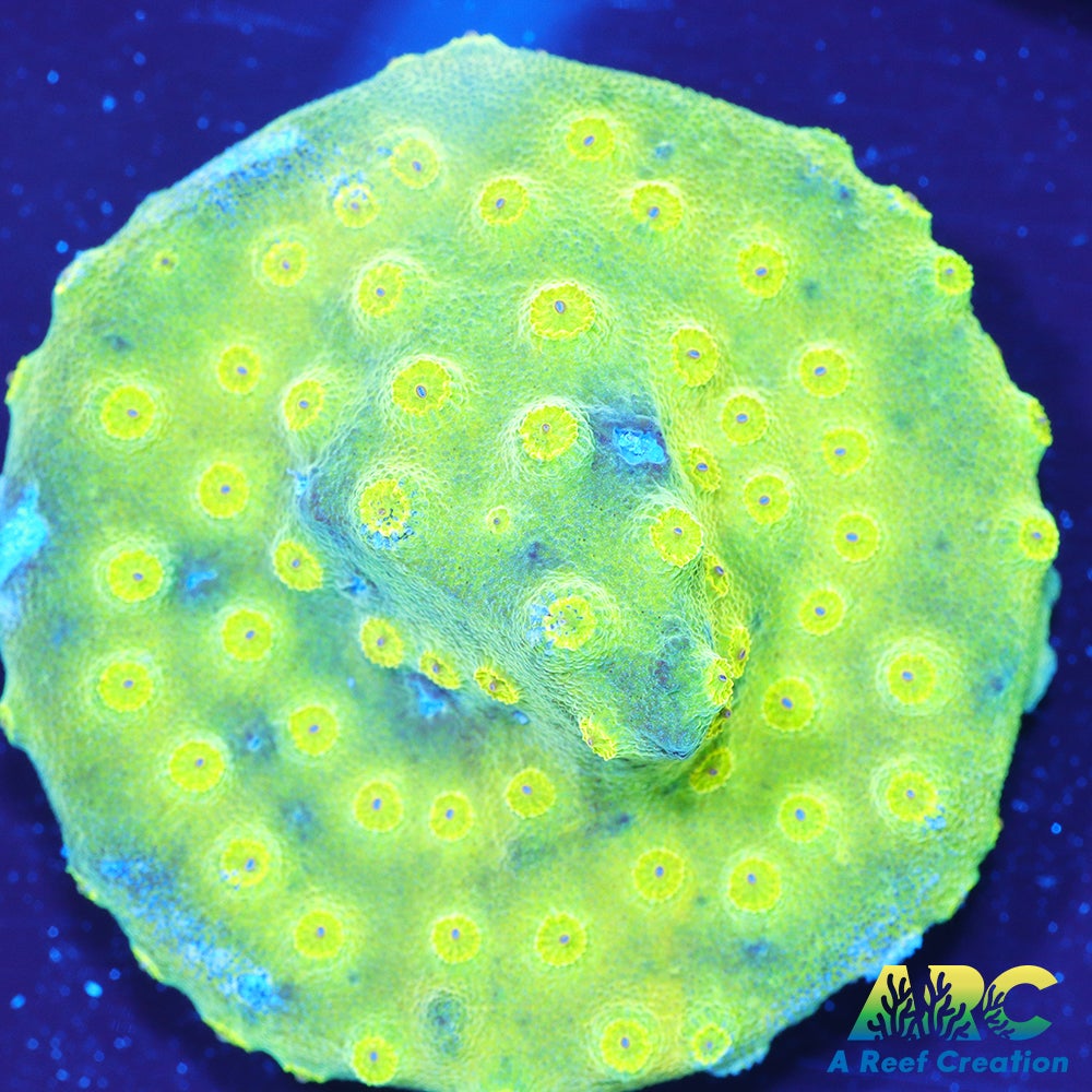 ARC Neon Cyphastrea