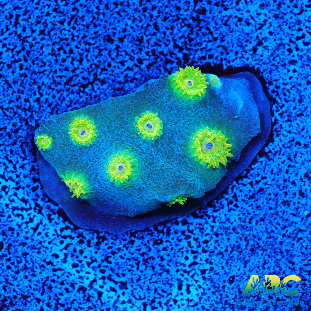 Rick and Morty Cyphastrea