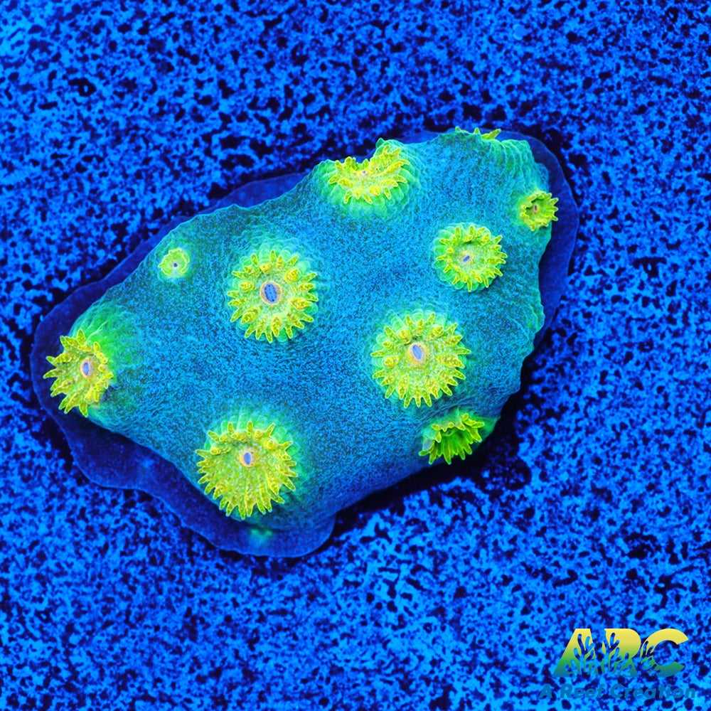 Rick and Morty Cyphastrea