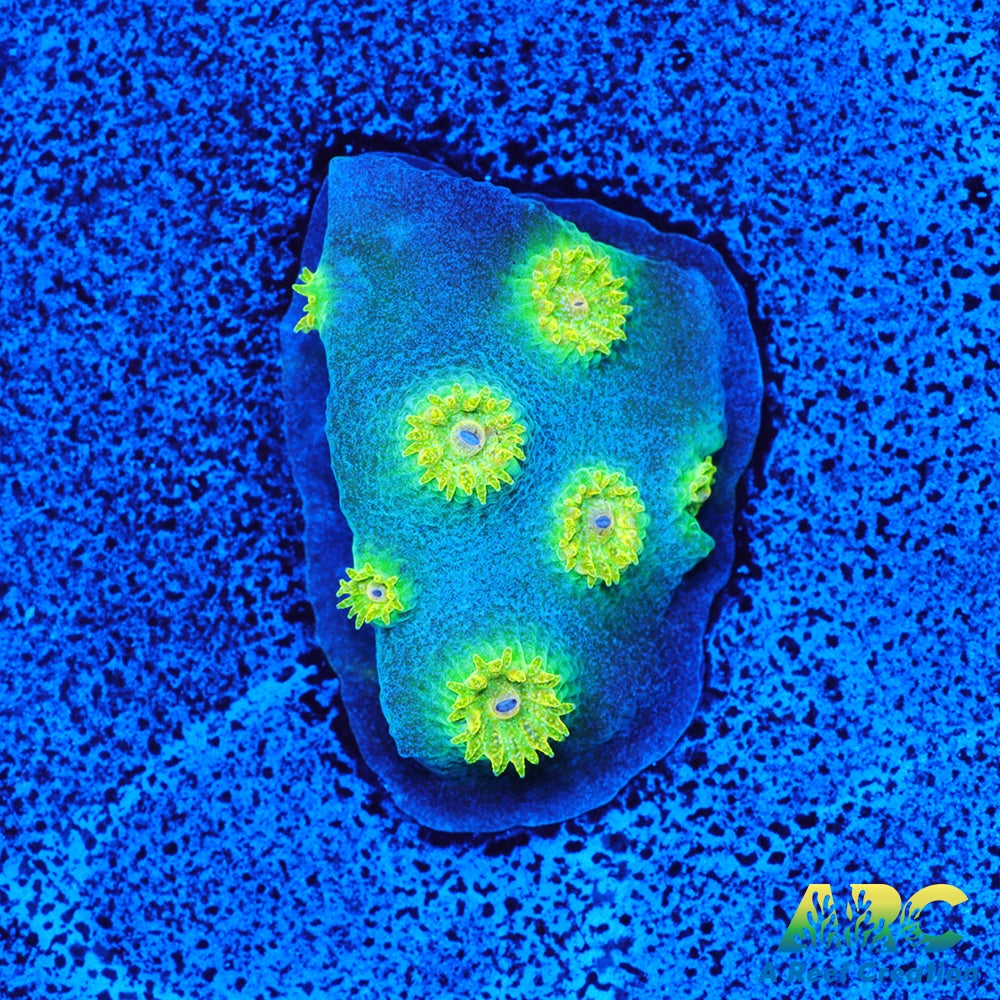 Rick and Morty Cyphastrea