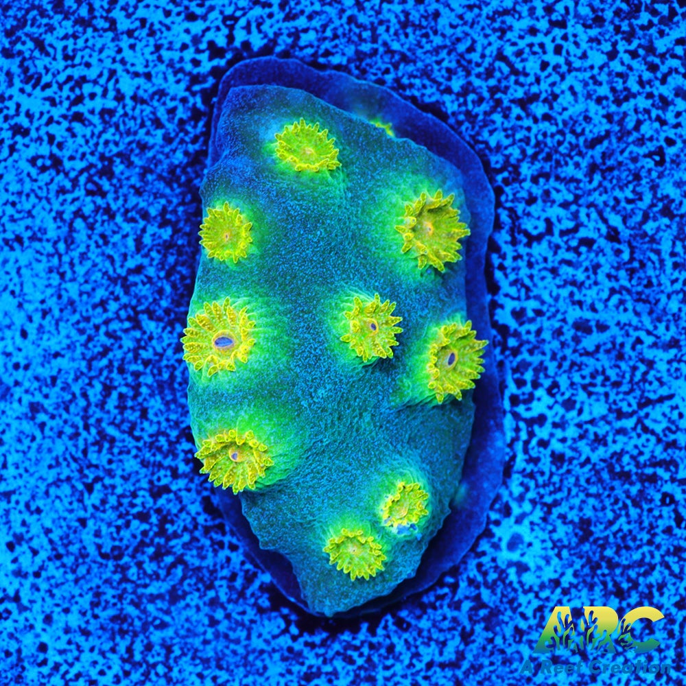 Rick and Morty Cyphastrea