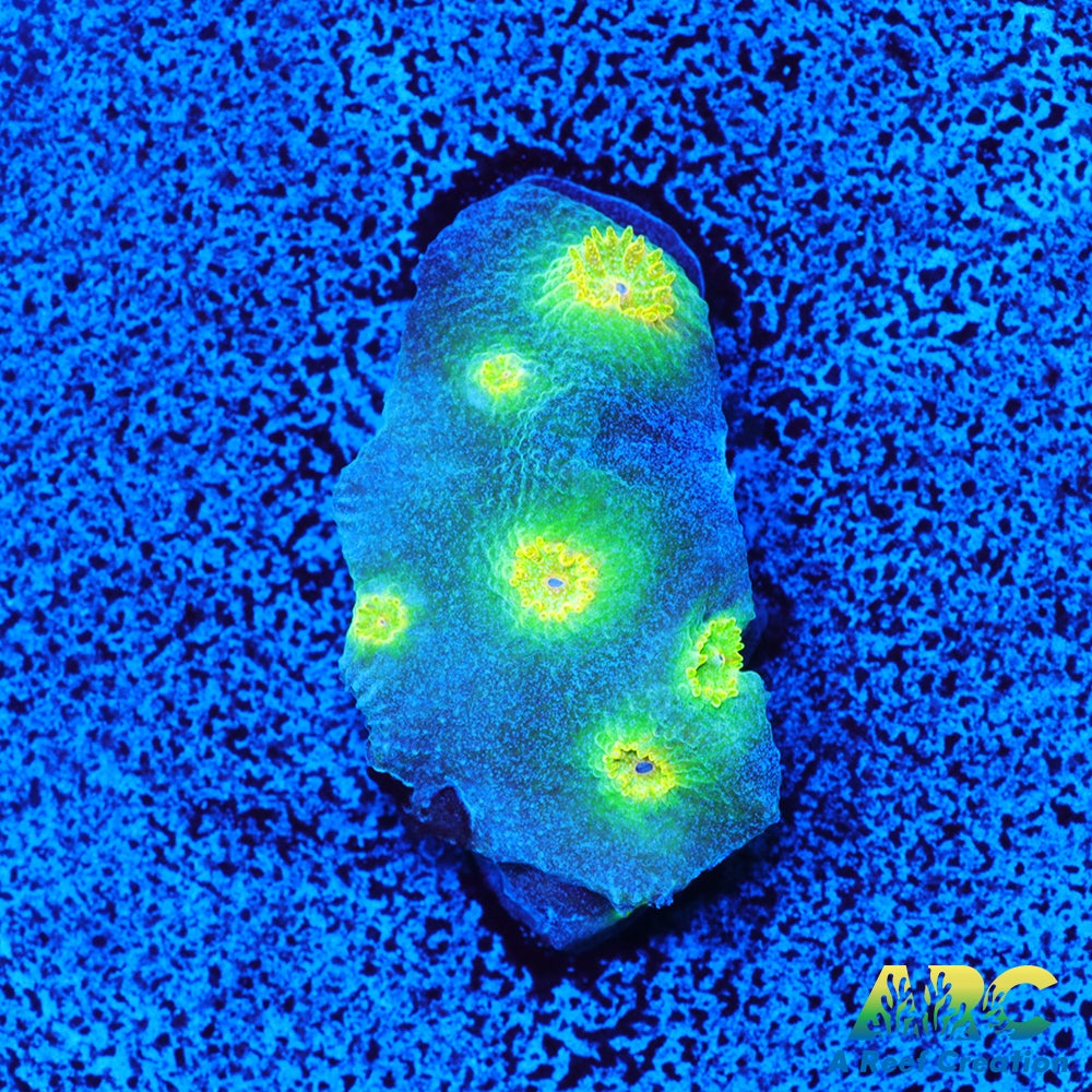 Rick and Morty Cyphastrea