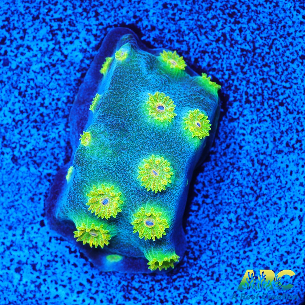 Rick and Morty Cyphastrea