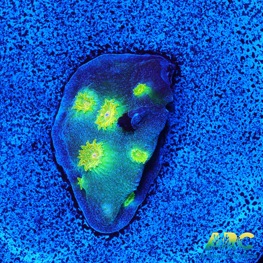 Rick and Morty Cyphastrea