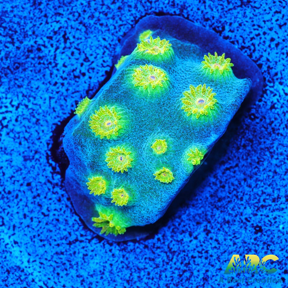 Rick and Morty Cyphastrea