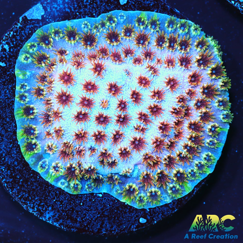 Skittles Bomb Cyphastrea