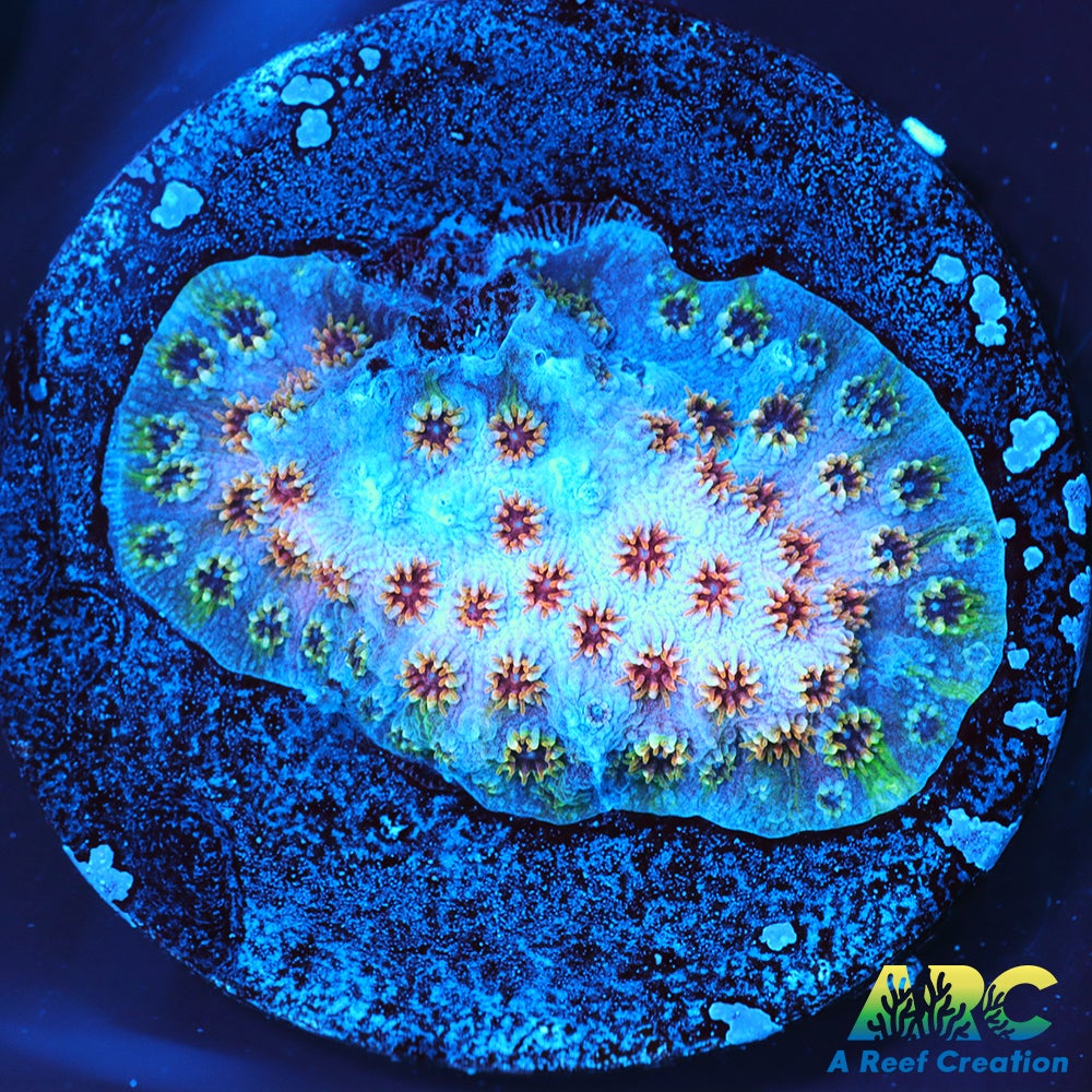 Skittles Bomb Cyphastrea