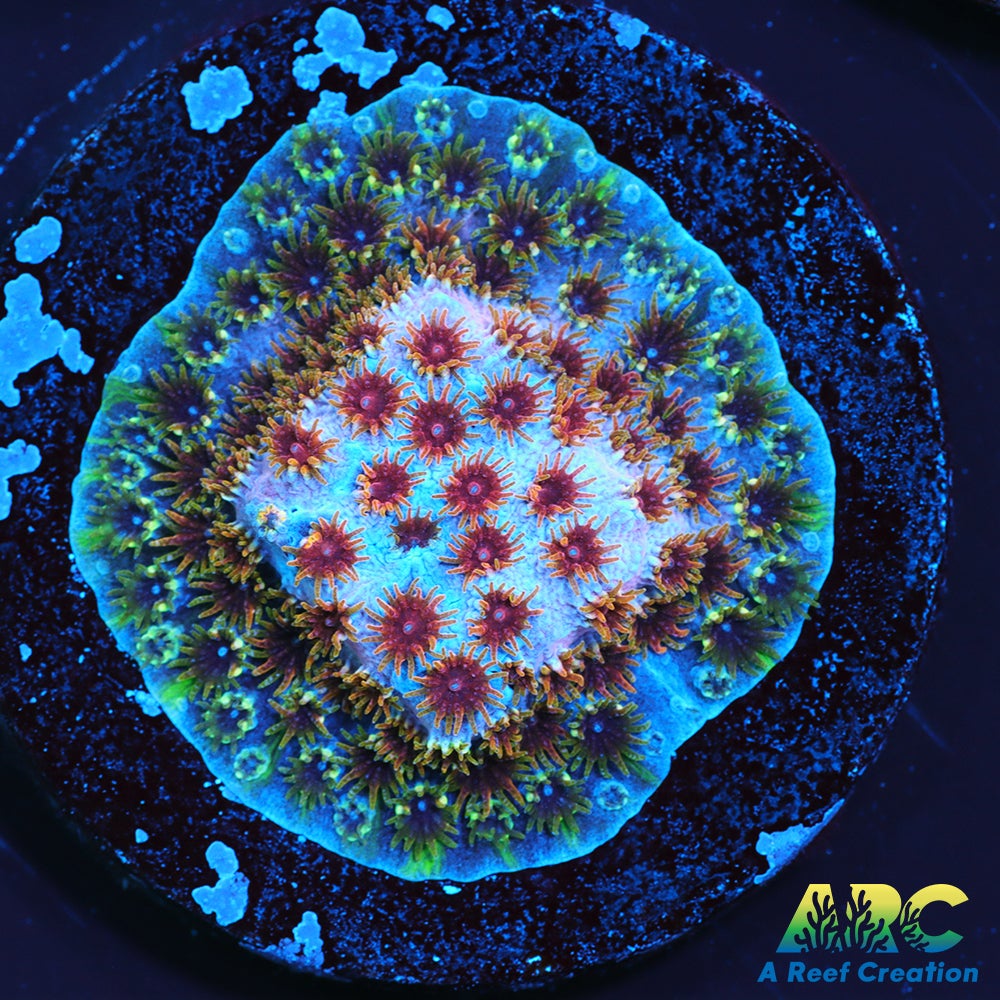 Skittles Bomb Cyphastrea