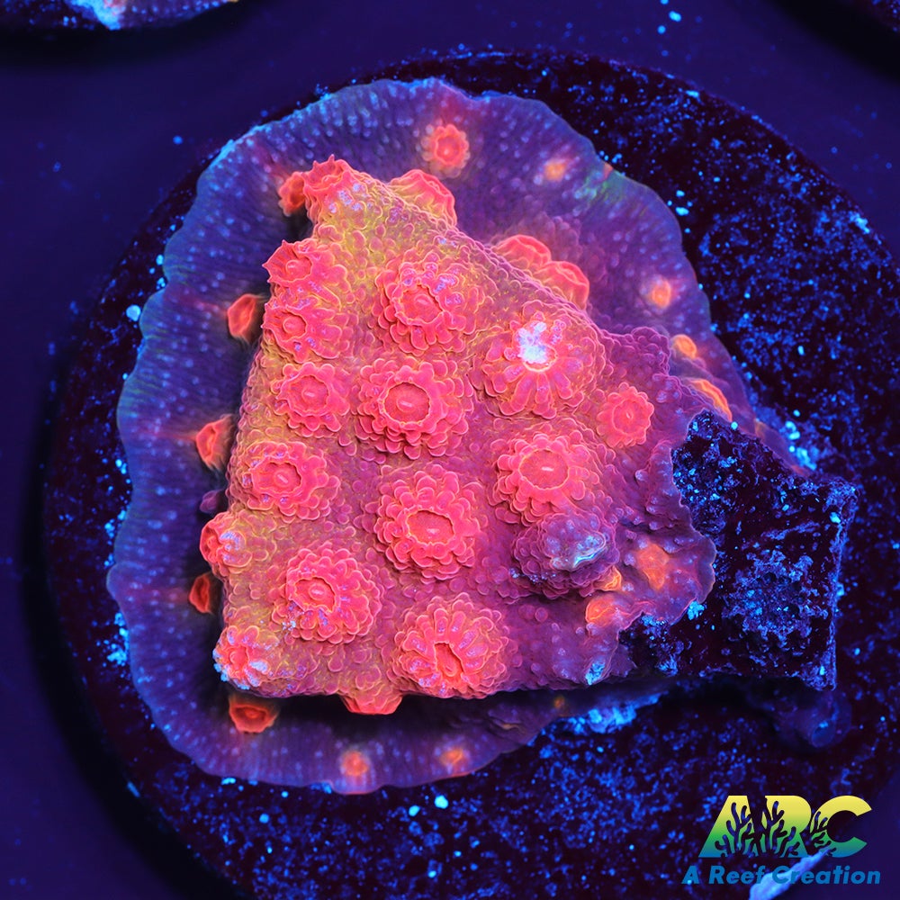 Red Brick Cyphastrea