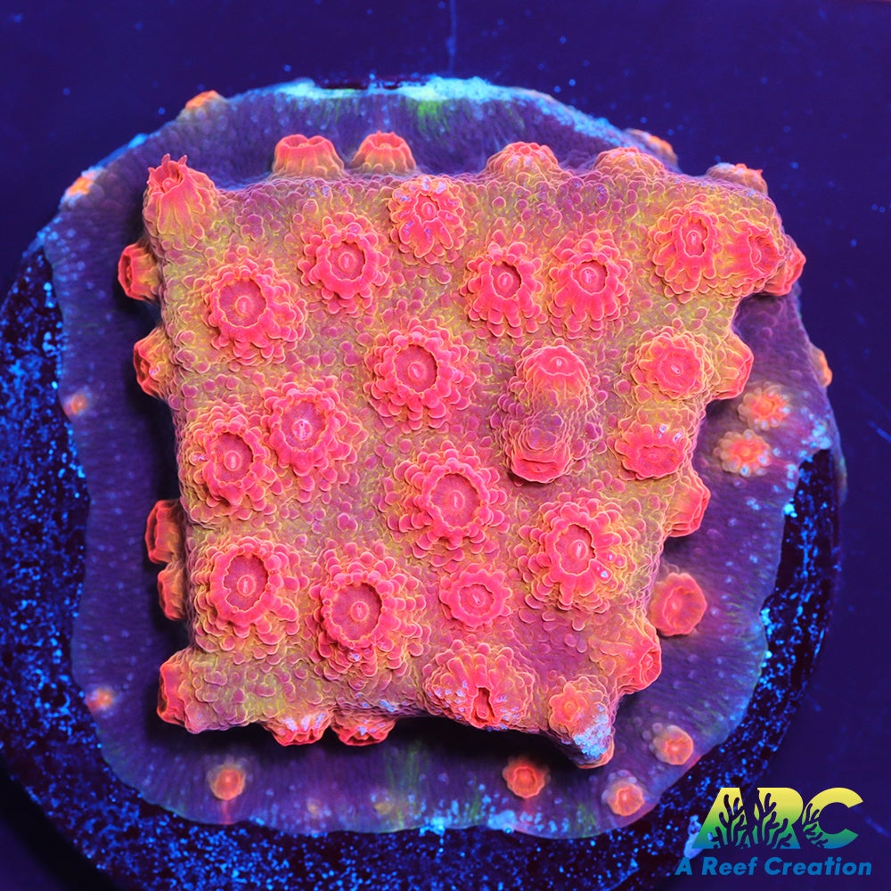 Red Brick Cyphastrea