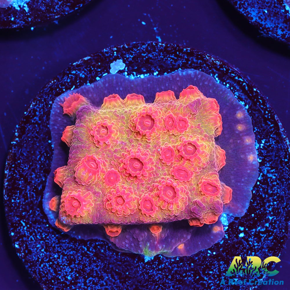 Red Brick Cyphastrea