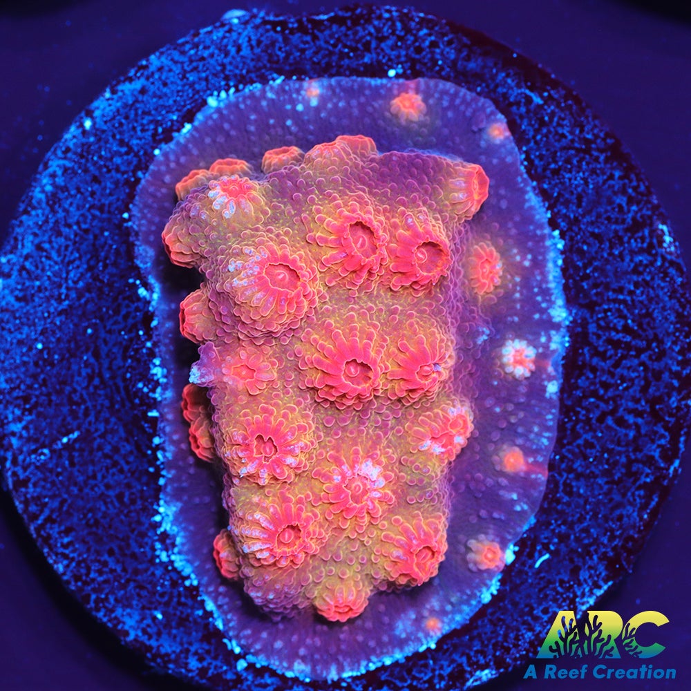 Red Brick Cyphastrea