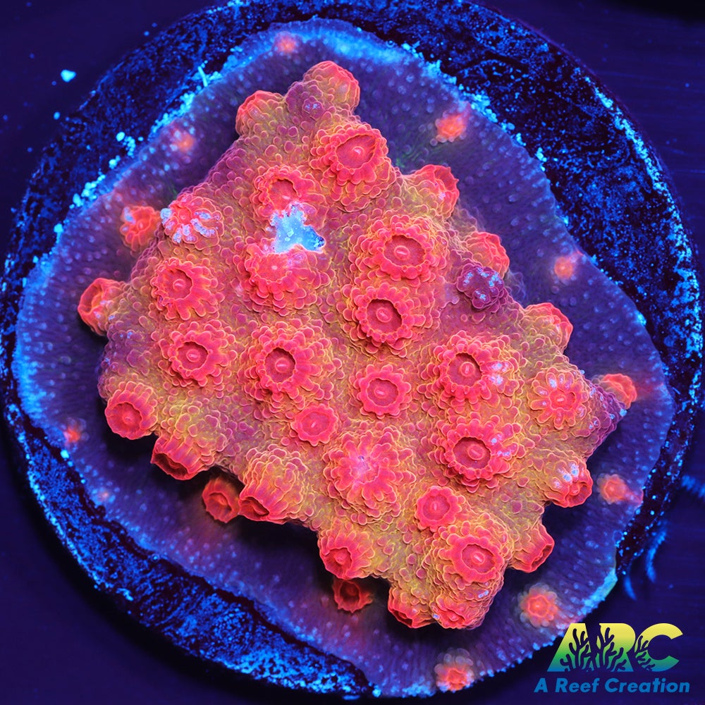 Red Brick Cyphastrea