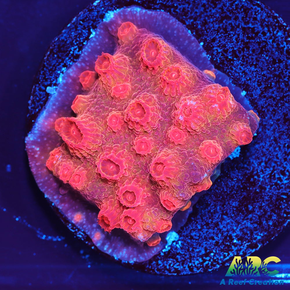 Red Brick Cyphastrea