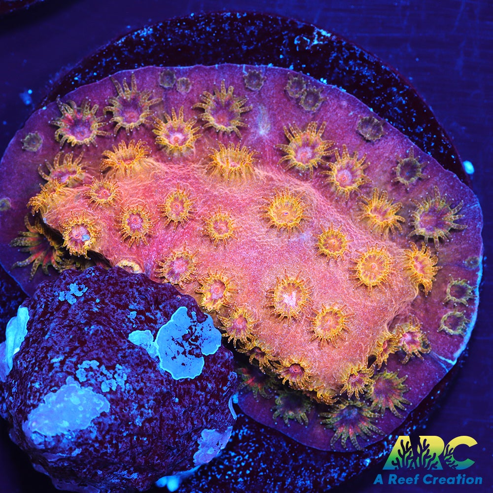 Copper Cyphastrea