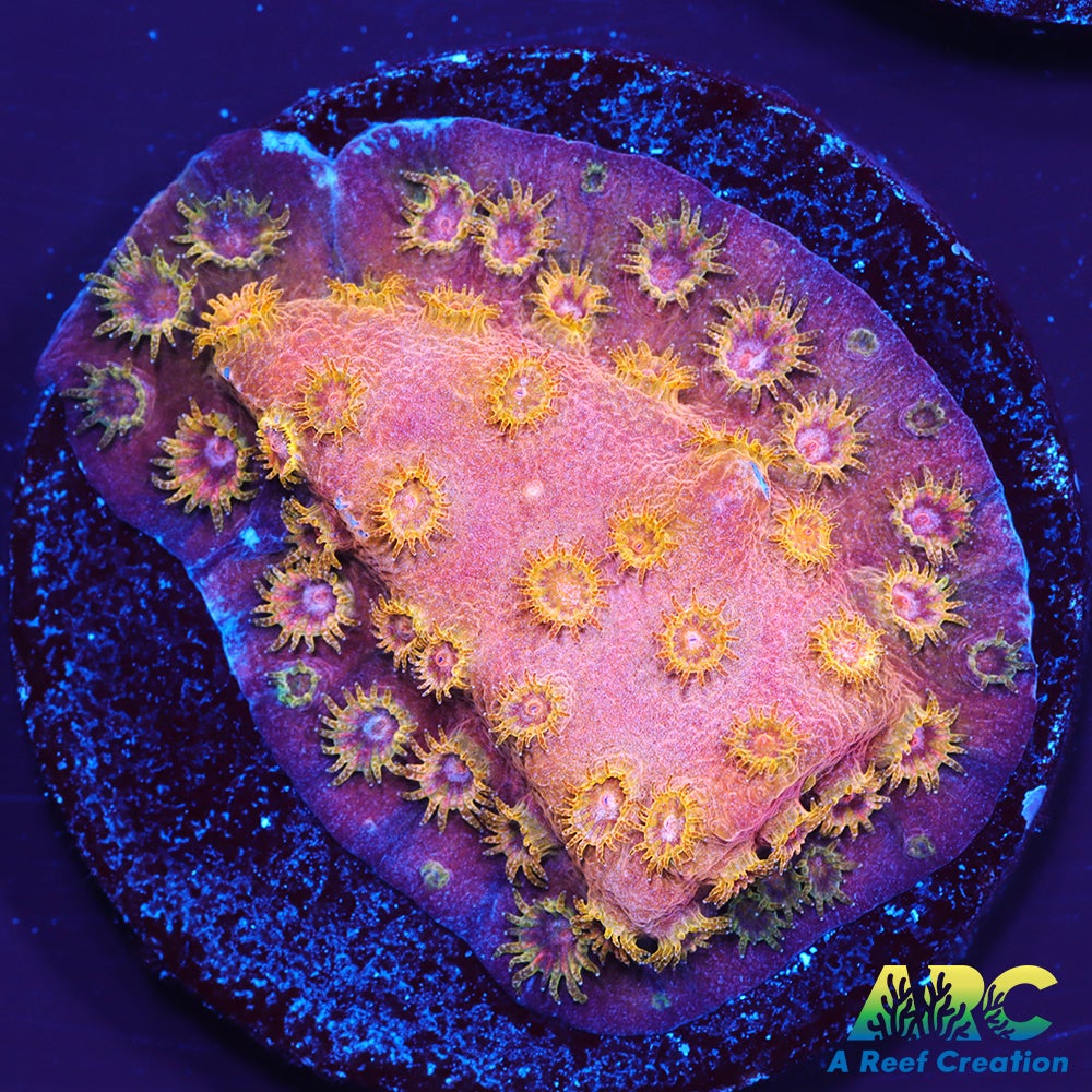 Copper Cyphastrea