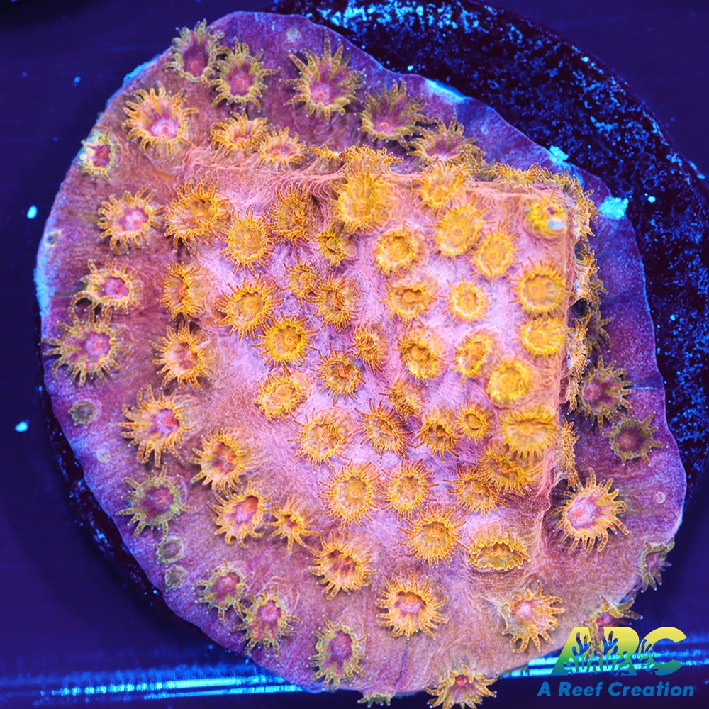 Copper Cyphastrea