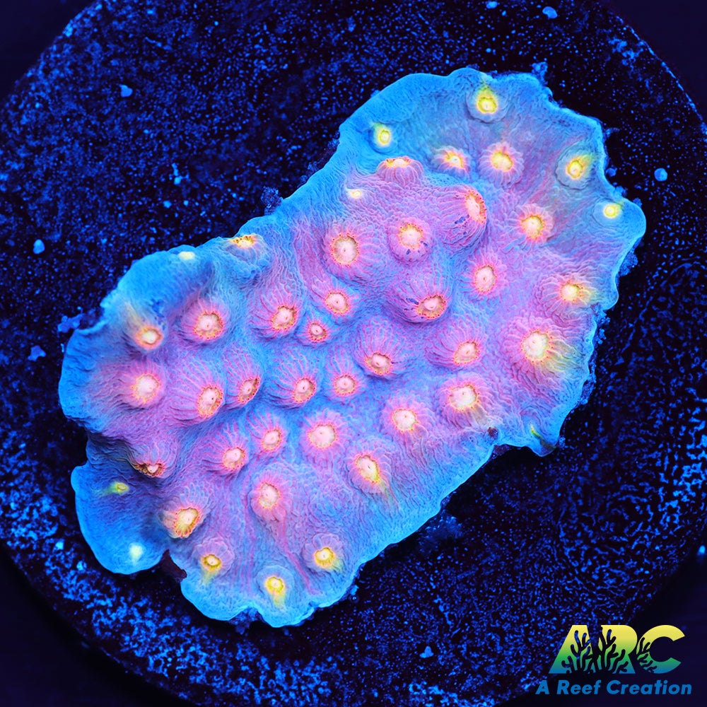 ARC Halley's Comet Scrolling Cyphastrea