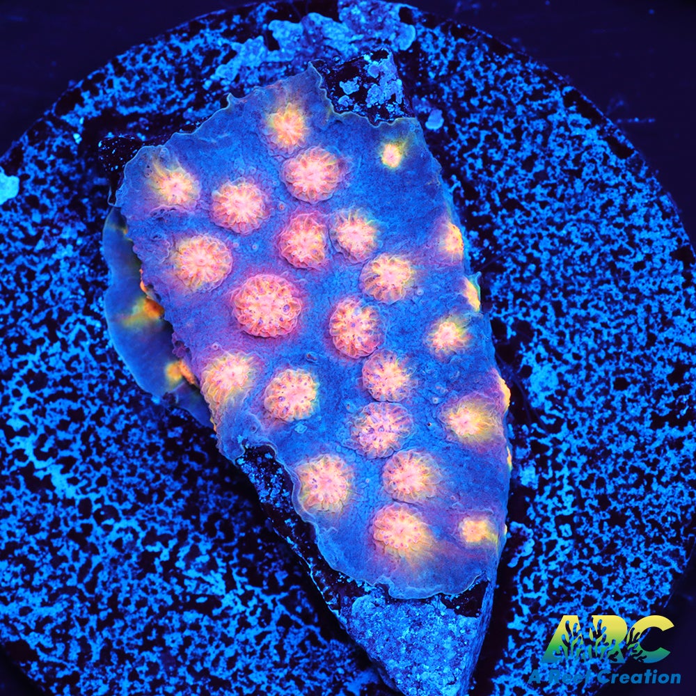 ARC Techno Viking Cyphastrea