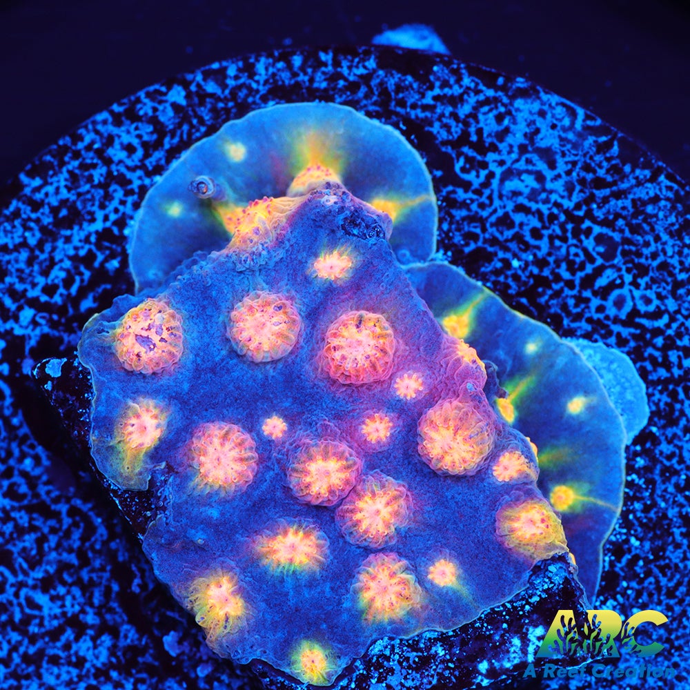 ARC Techno Viking Cyphastrea