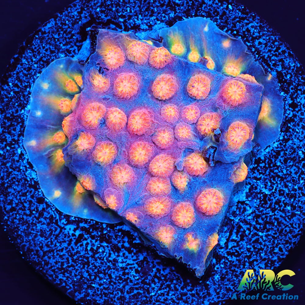 ARC Techno Viking Cyphastrea