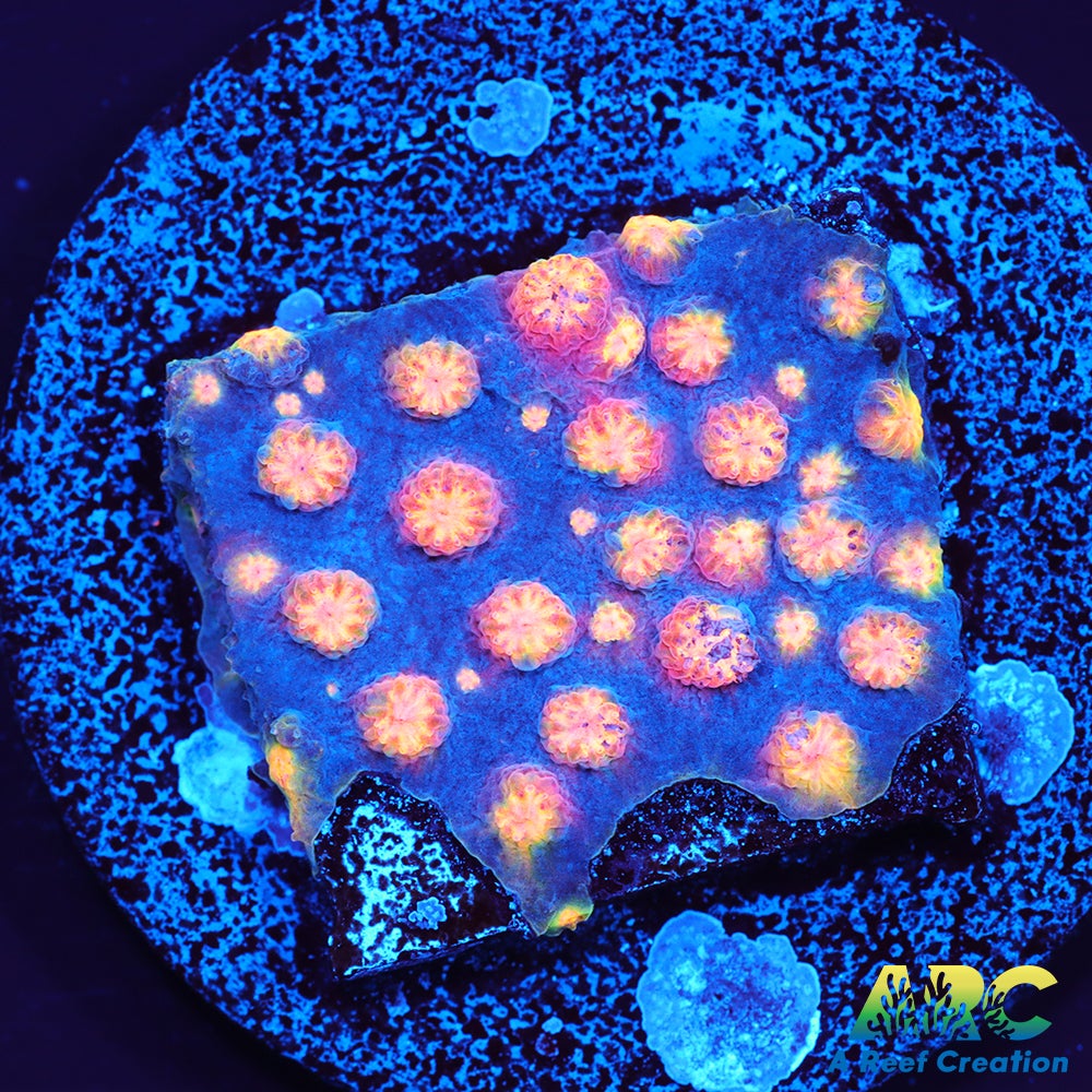 ARC Techno Viking Cyphastrea