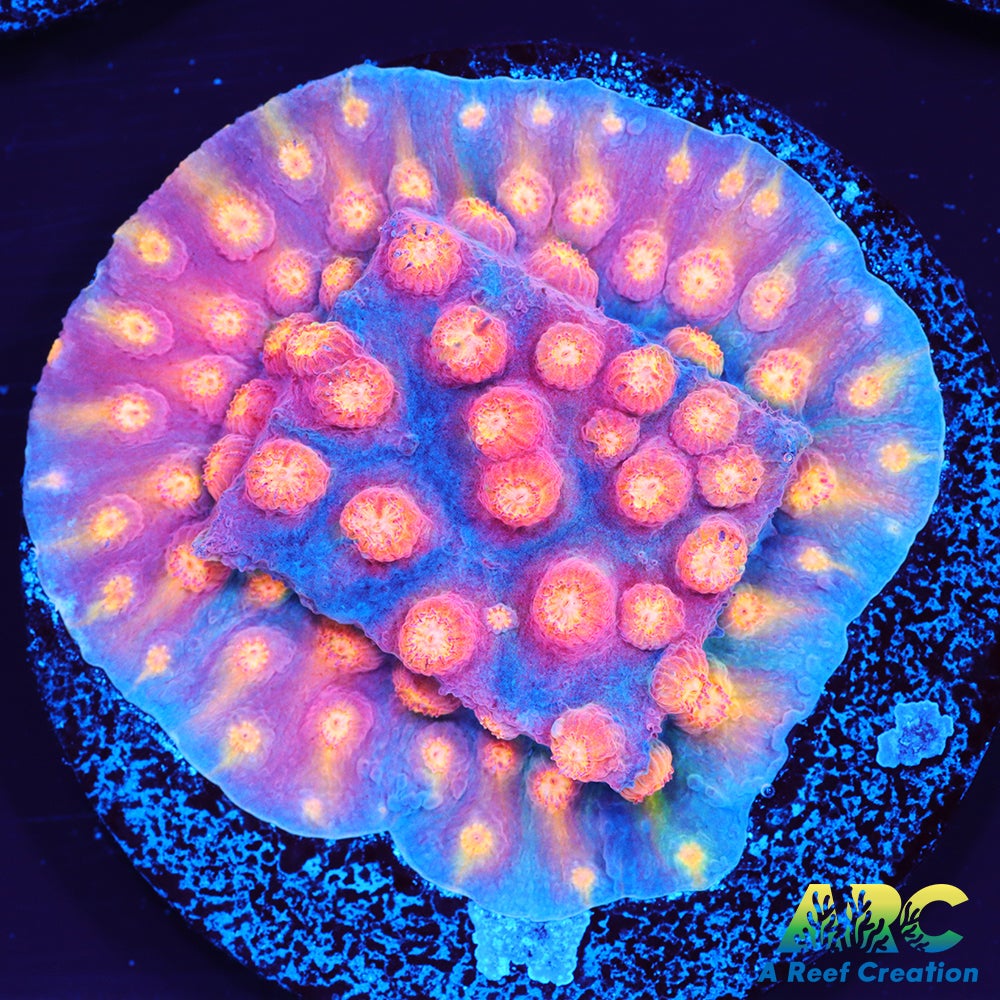 ARC Techno Viking Cyphastrea