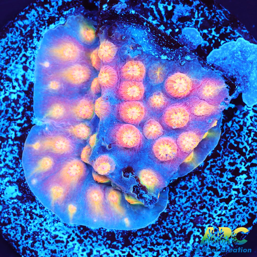 ARC Techno Viking Cyphastrea