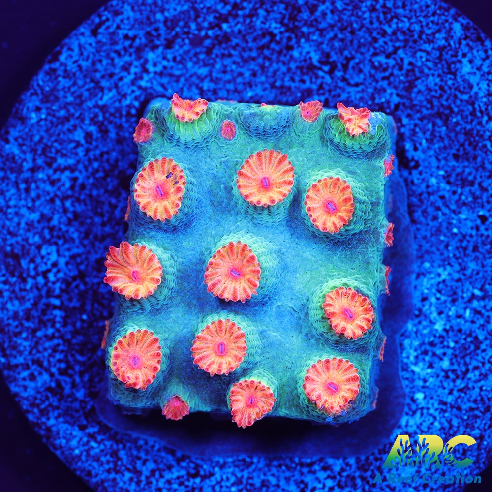 Meteor Shower Cyphastrea