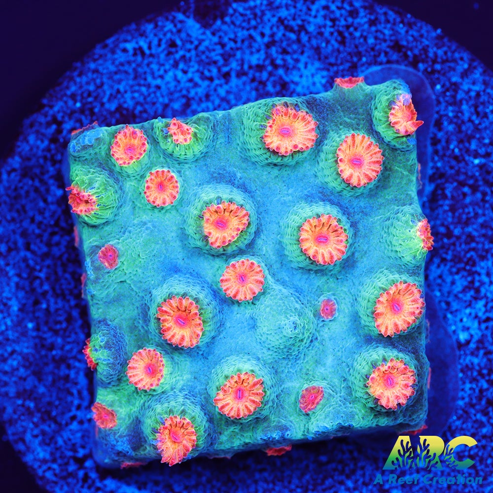 Meteor Shower Cyphastrea