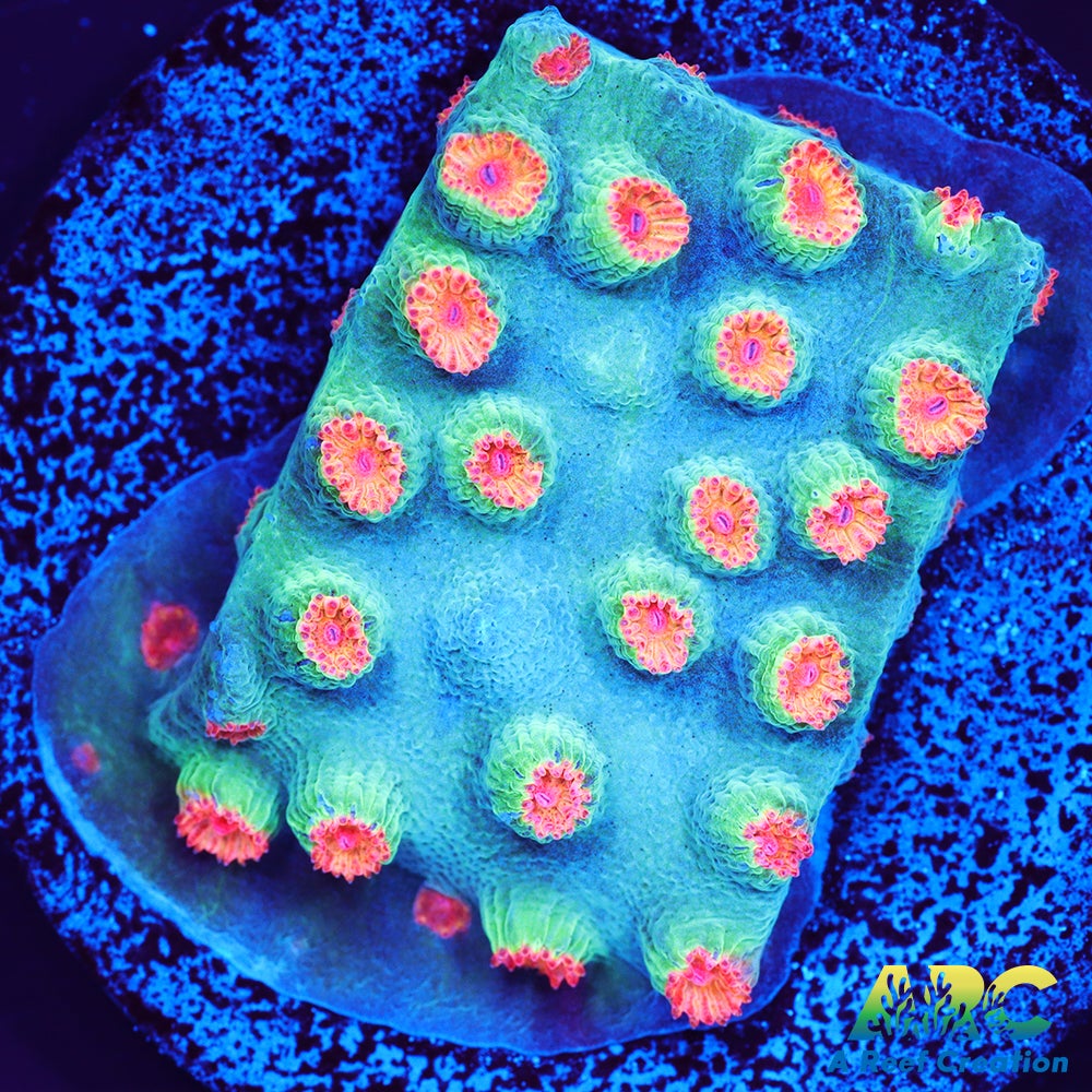 Meteor Shower Cyphastrea