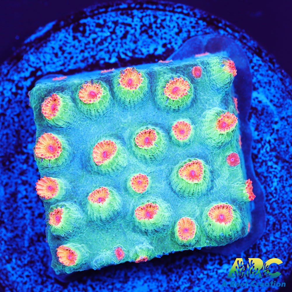 Meteor Shower Cyphastrea