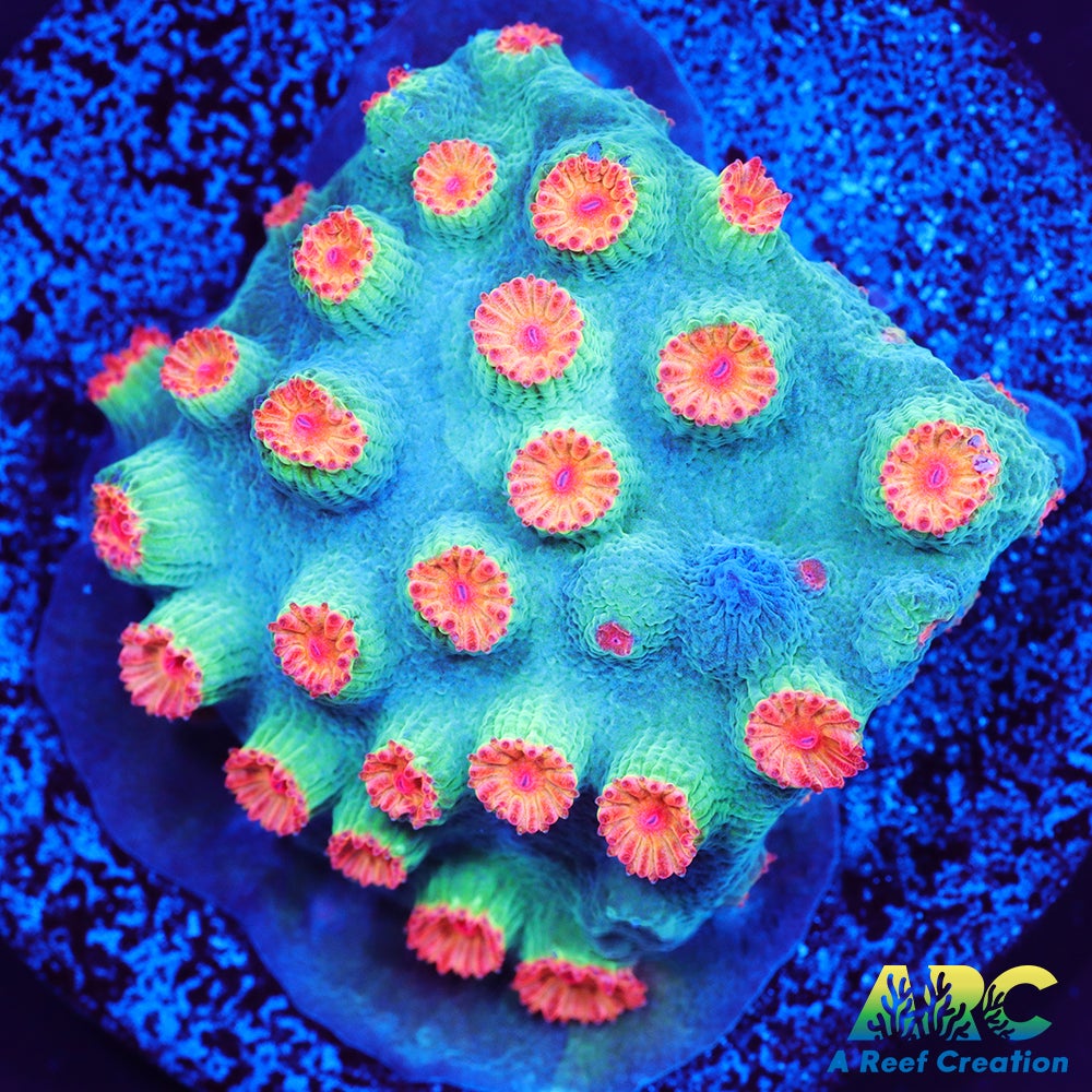 Meteor Shower Cyphastrea