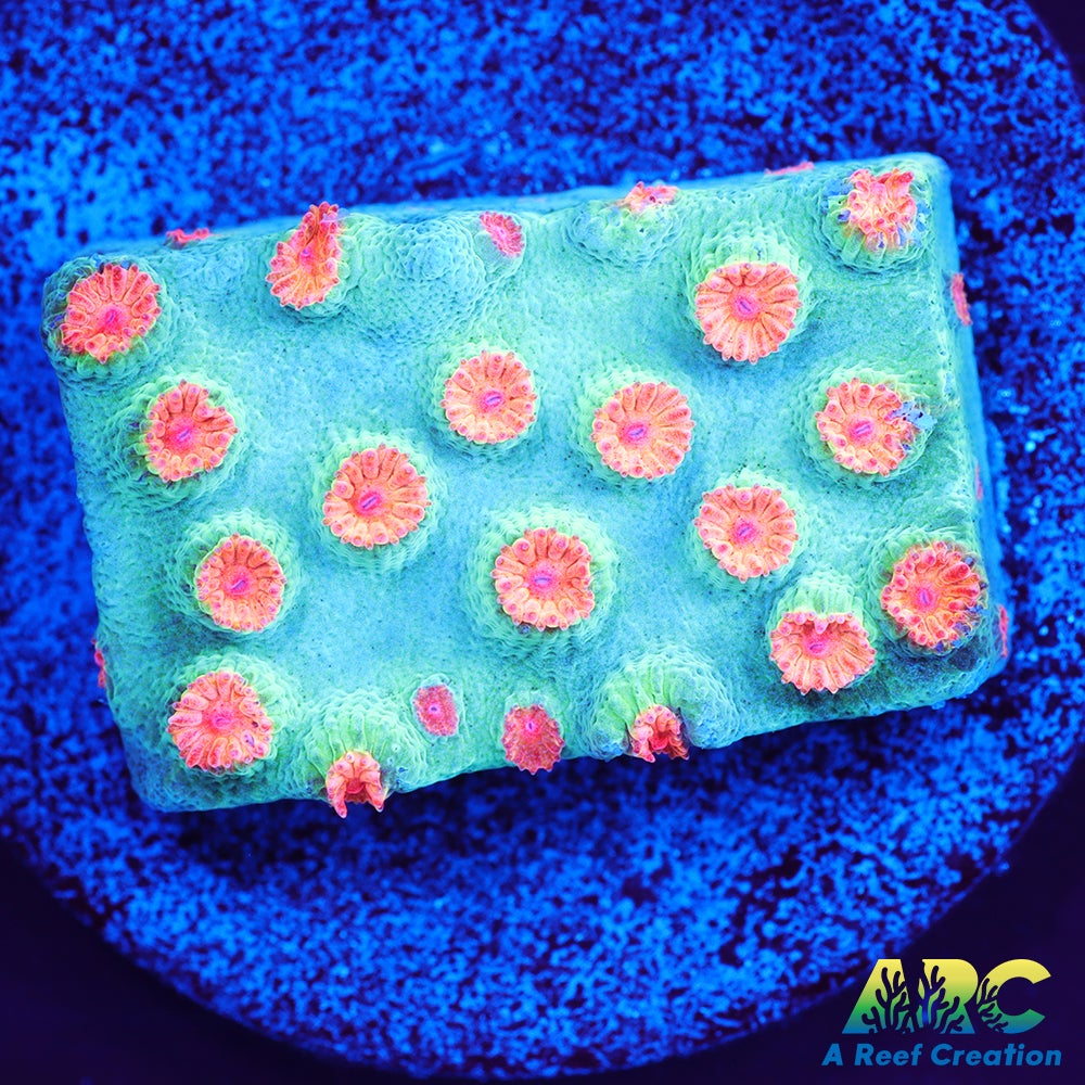 Meteor Shower Cyphastrea