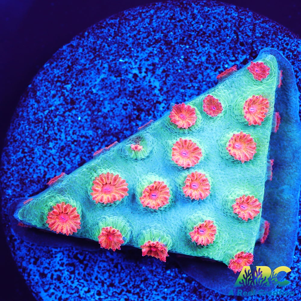 Meteor Shower Cyphastrea