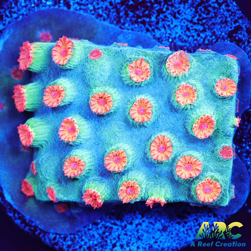 Meteor Shower Cyphastrea