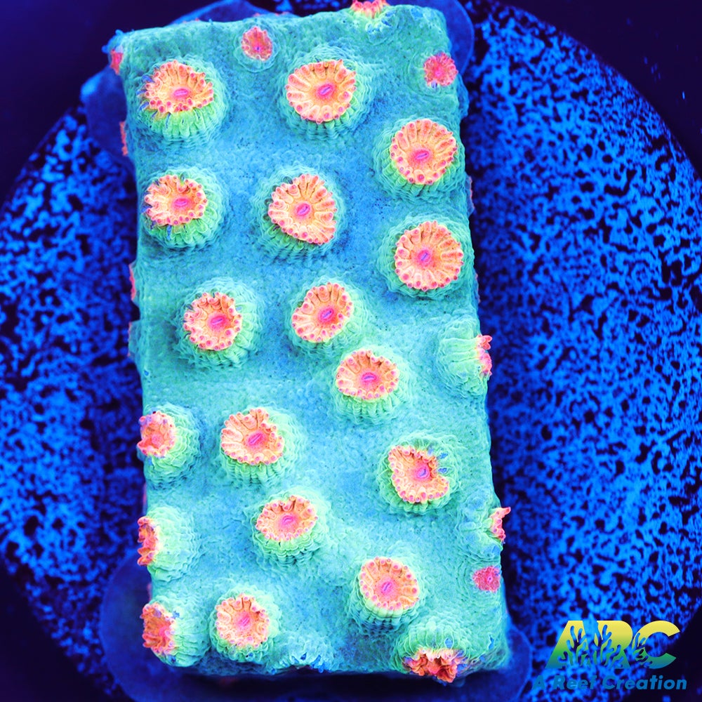 Meteor Shower Cyphastrea