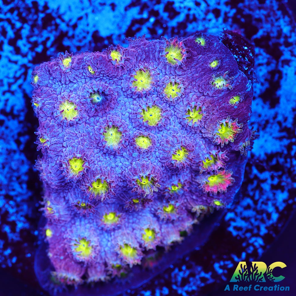 Bling Bling Cyhastrea