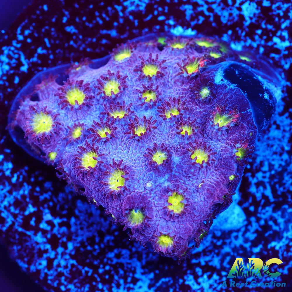 Bling Bling Cyhastrea