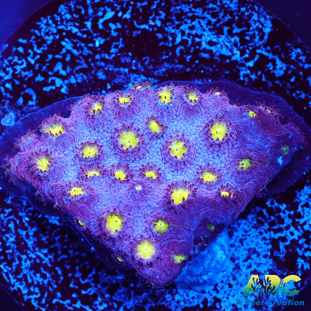 Bling Bling Cyhastrea