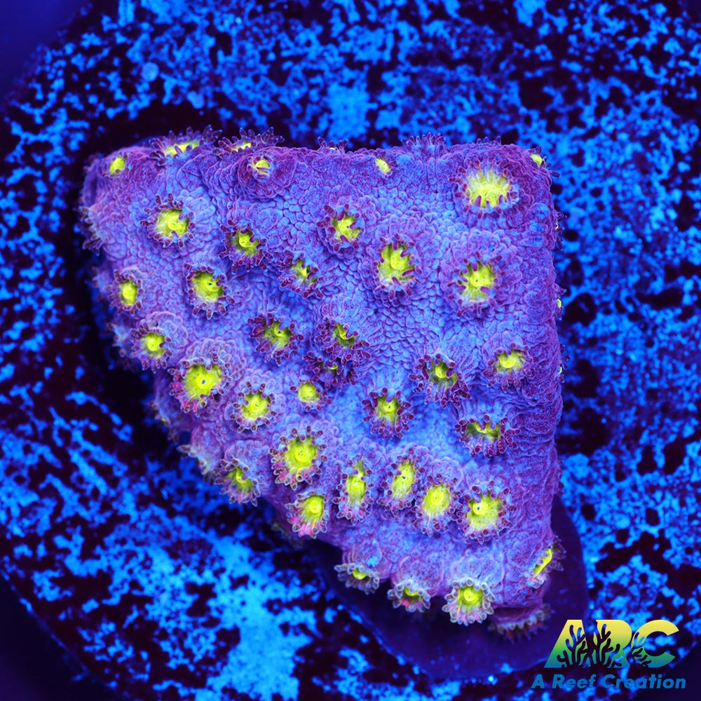 Bling Bling Cyhastrea